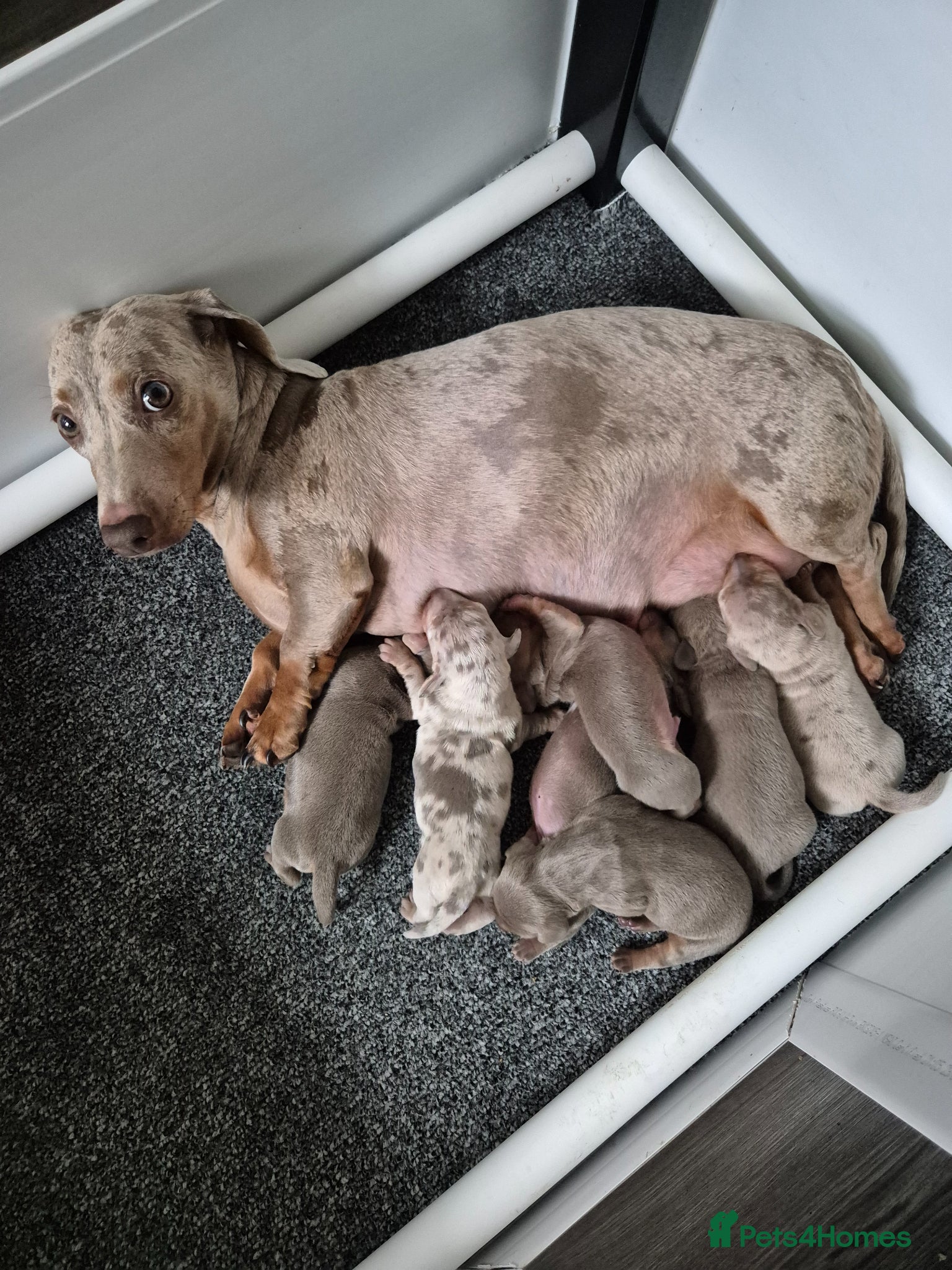 Miniature Dachshund dogs 6 stunning kc registered miniature dachshund pups  - Advert 2