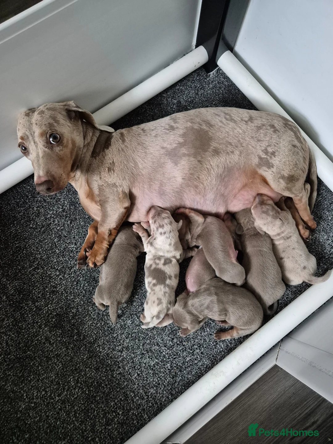 Miniature Dachshund dogs for sale: 6 stunning kc registered miniature dachshund pups  in Stockton-on-Tees - Advert 1