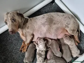 Miniature Dachshund dogs 6 stunning kc registered miniature dachshund pups - Advert 2