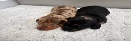 Miniature Dachshund dogs for sale: Miniature dachshund puppies - Advert 13