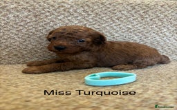 Cavapoo dogs for sale: X6 Stunning F1B Cavapoo puppies available  - Image 4