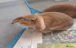 Mini Lion Lop rabbits for sale: Mini Lion Lop Does for sale! Ready to go. - Image 6