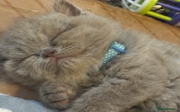British Shorthair cats for sale: British Shothair Lilac - Image 7