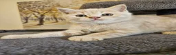 British Shorthair cats for sale: Champion lines British Shorthair kittens  - Advert 28