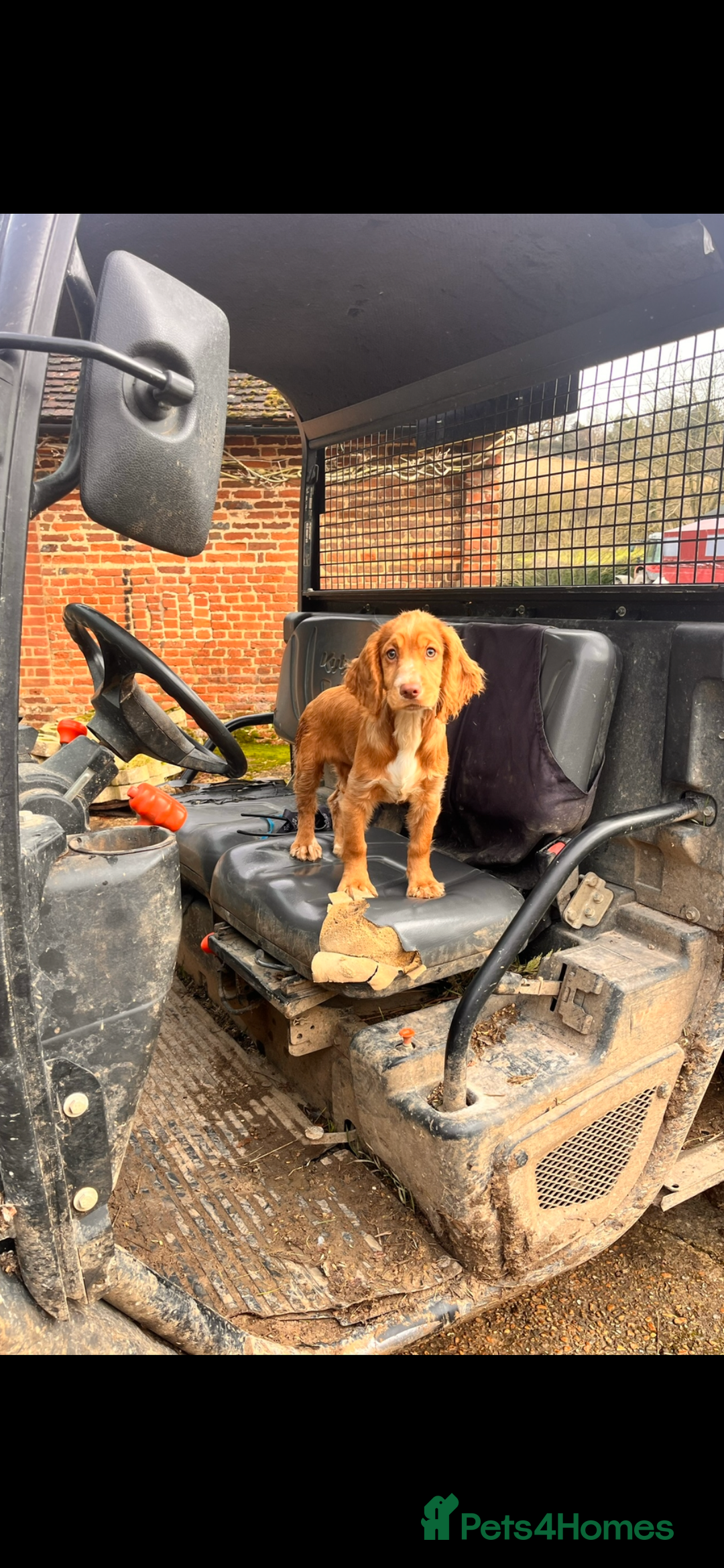 Cocker Spaniel dogs for sale: 8 month old KC working cocker spaniel  - Image 3