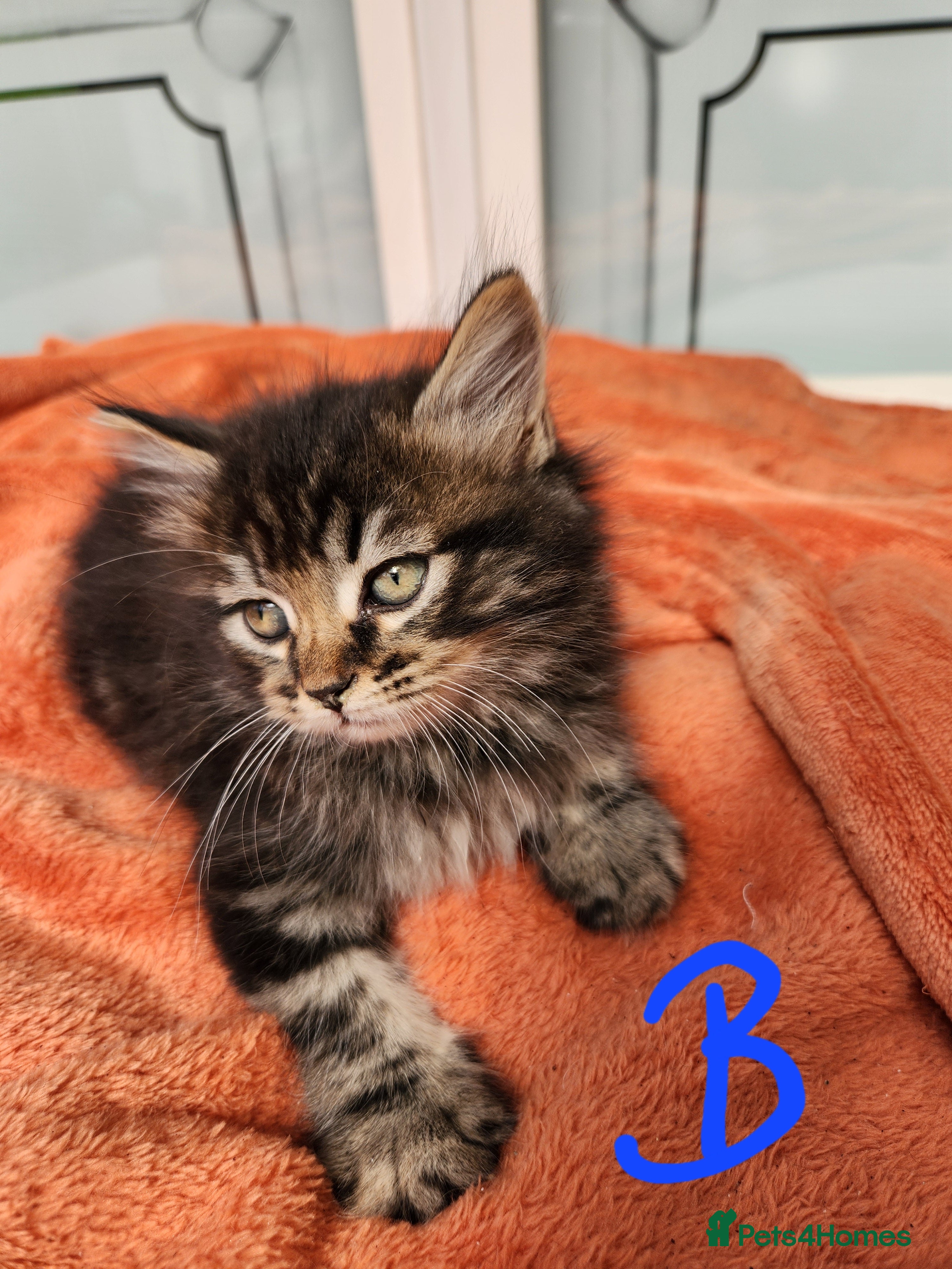 Mixed Breed cats Beautiful Fluffy Kittens - Advert 2
