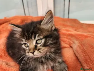 Mixed Breed cats Beautiful Fluffy Kittens - Advert 1