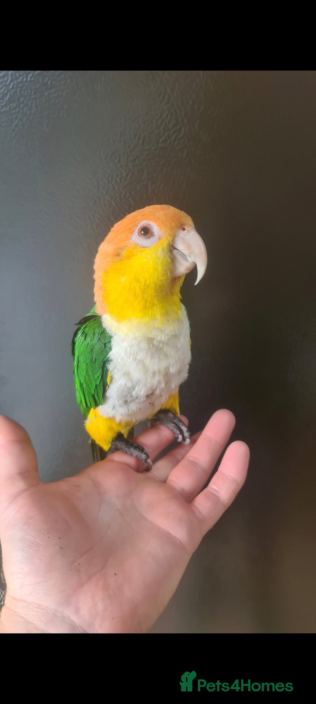 Parrots birds for sale: White Bellied Caique  - Advert 5