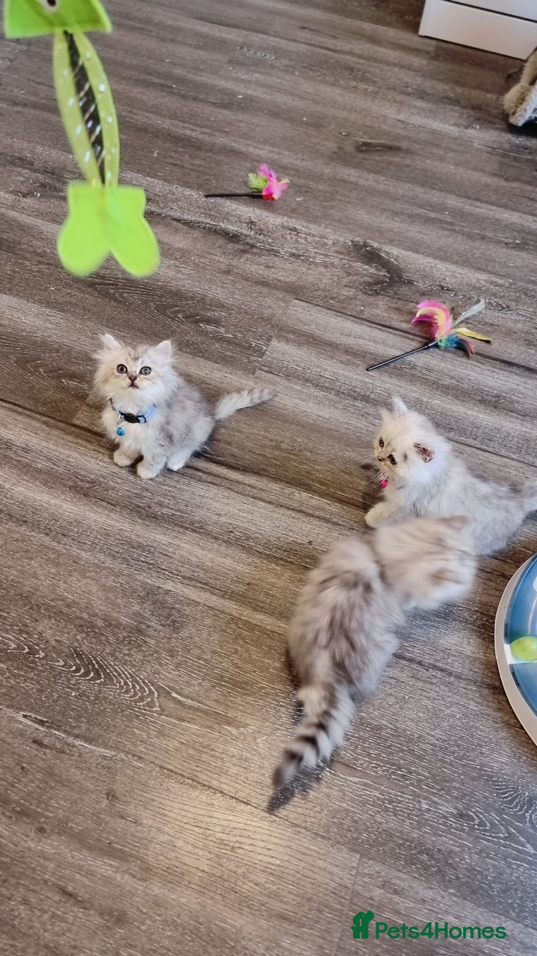 Persian cats for sale: Persian chinchilla  - Image 8