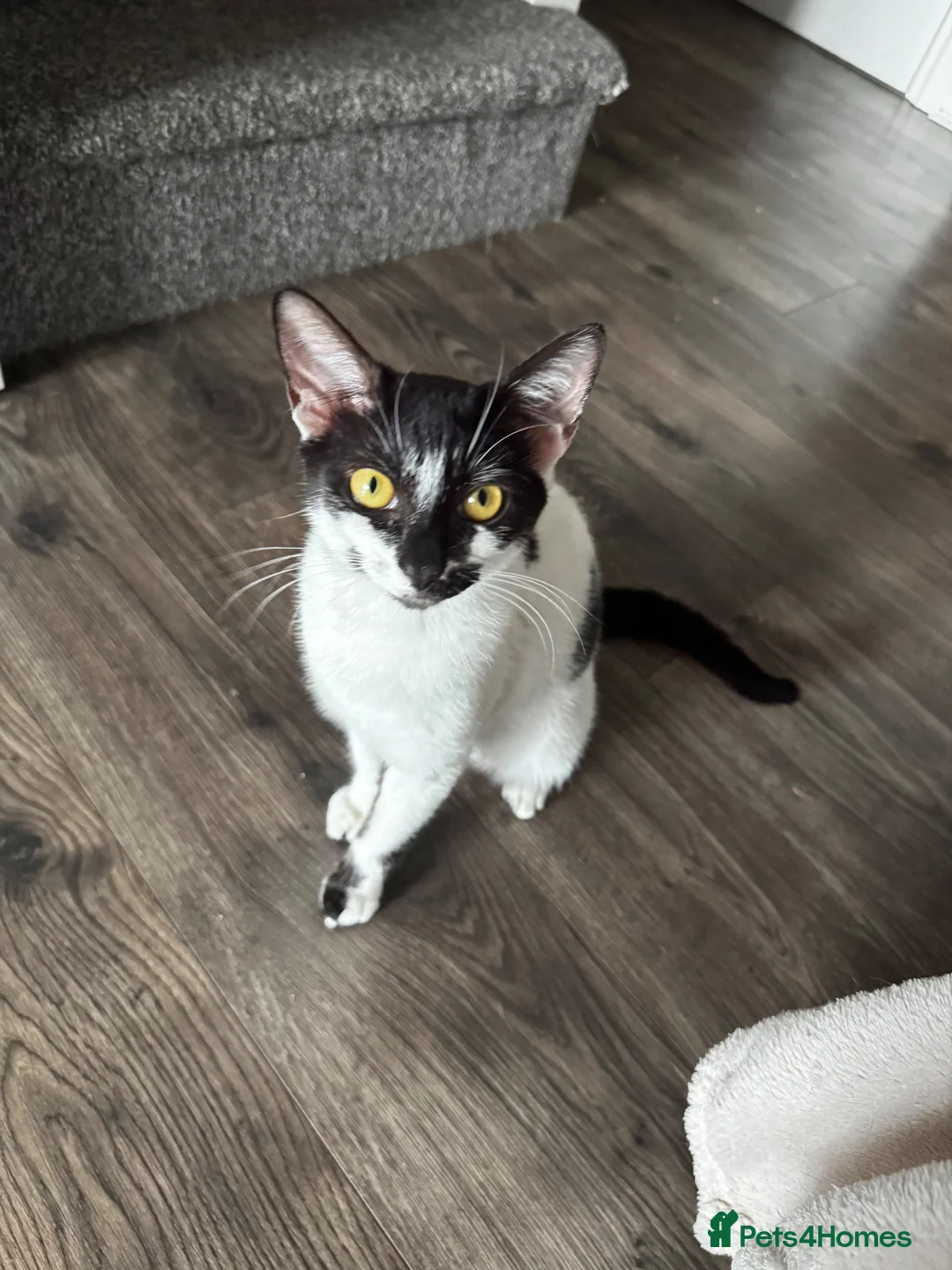 Mixed Breed cats for sale: Three adorable kittens looking for their new home in Goole - Advert 1