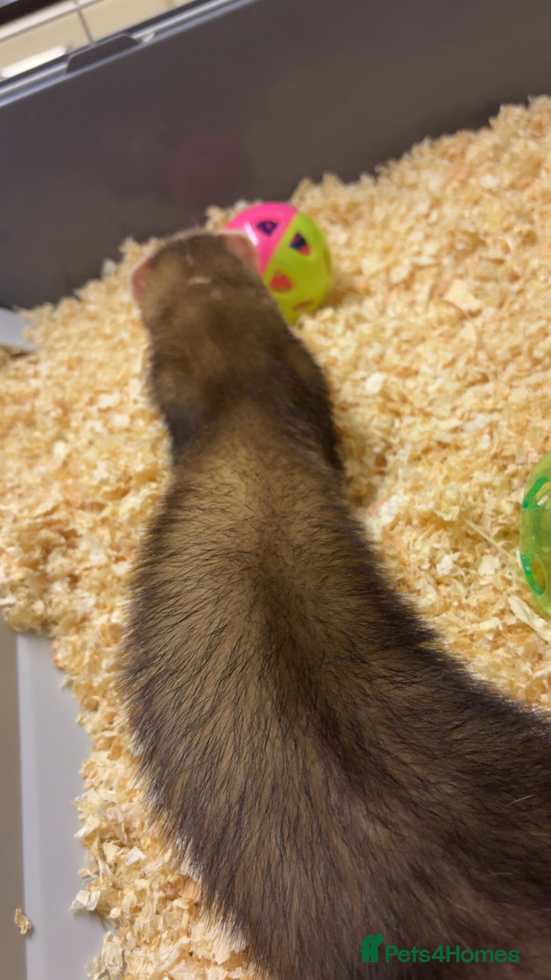 Ferret rodents for sale: 2 Ferrets Jills - Advert 3