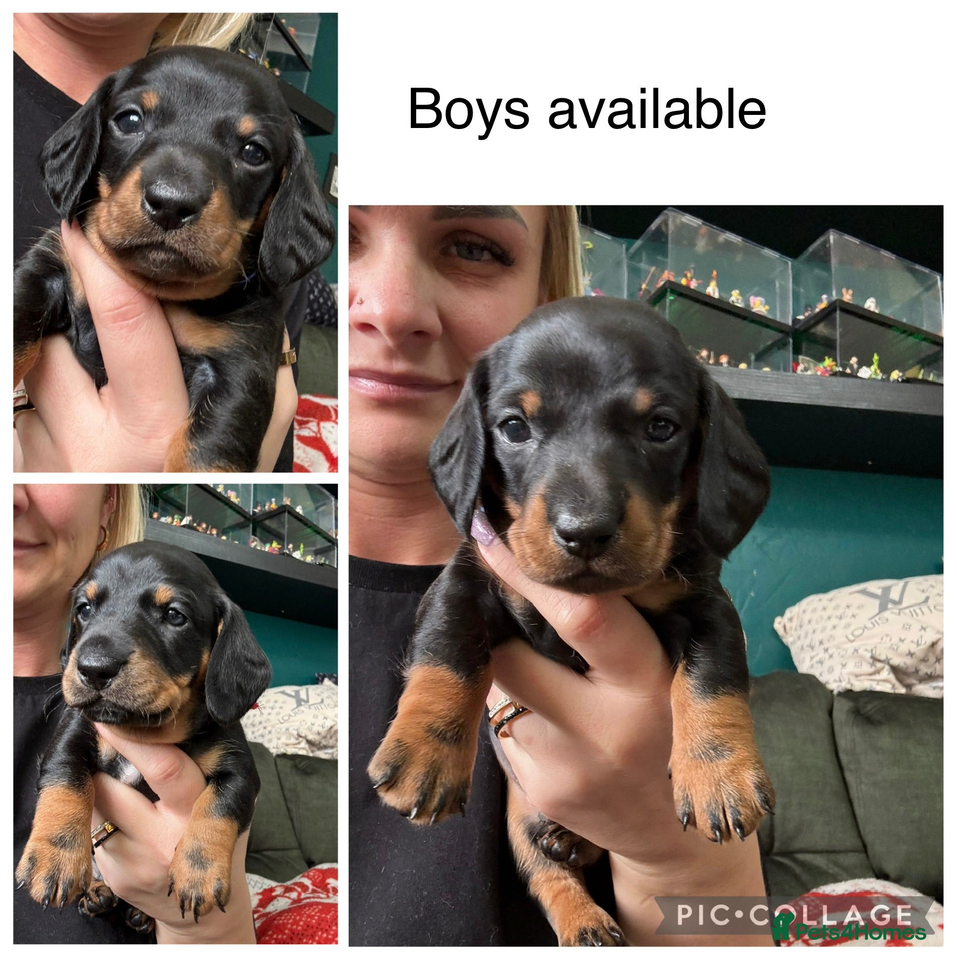 Dachshund dogs 4 Kc registred standard dachshund puppies  - Advert 1