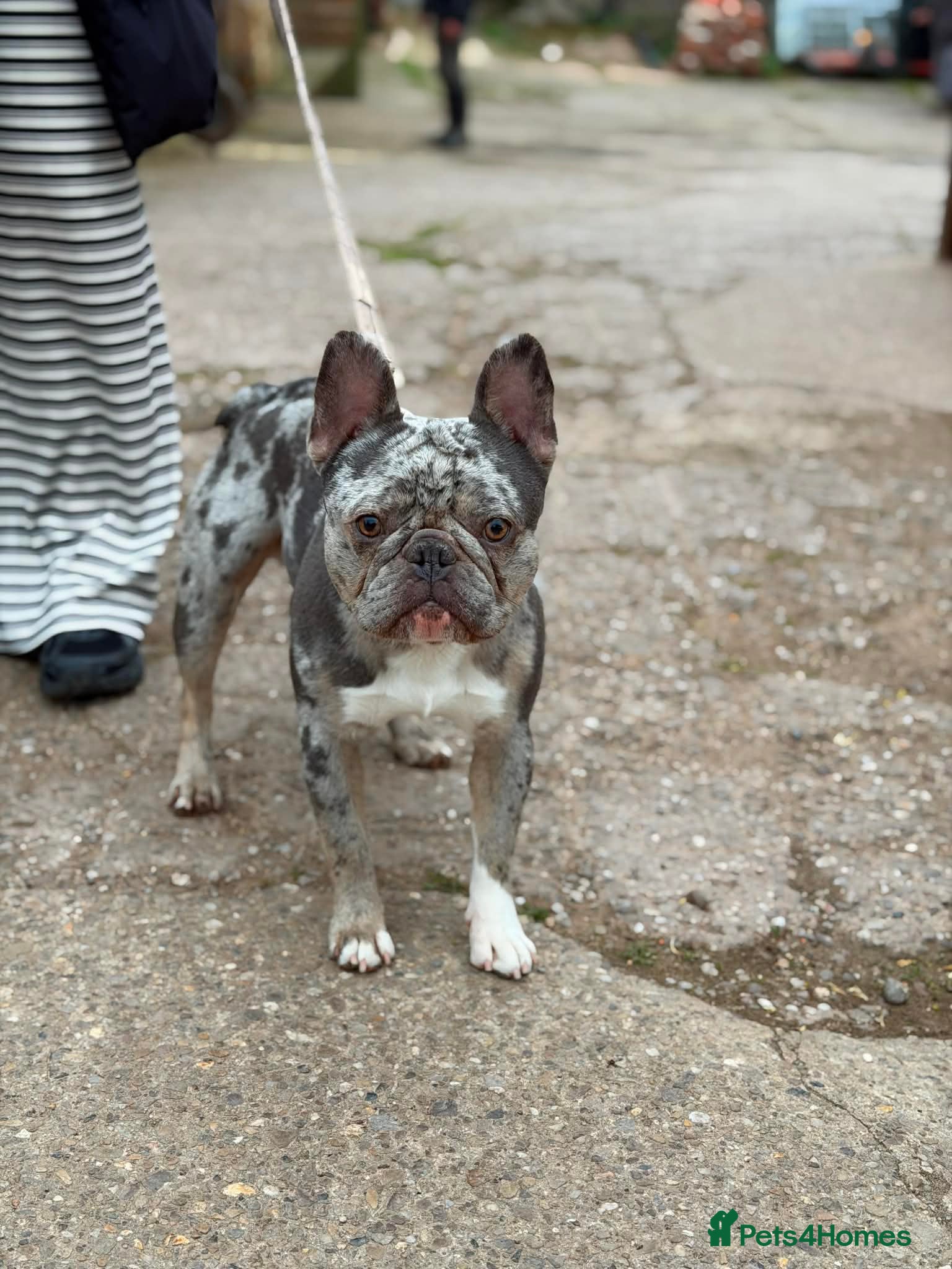 French Bulldog dogs Diego stunning blue merle French bulldog stud 🐾  - Advert 1
