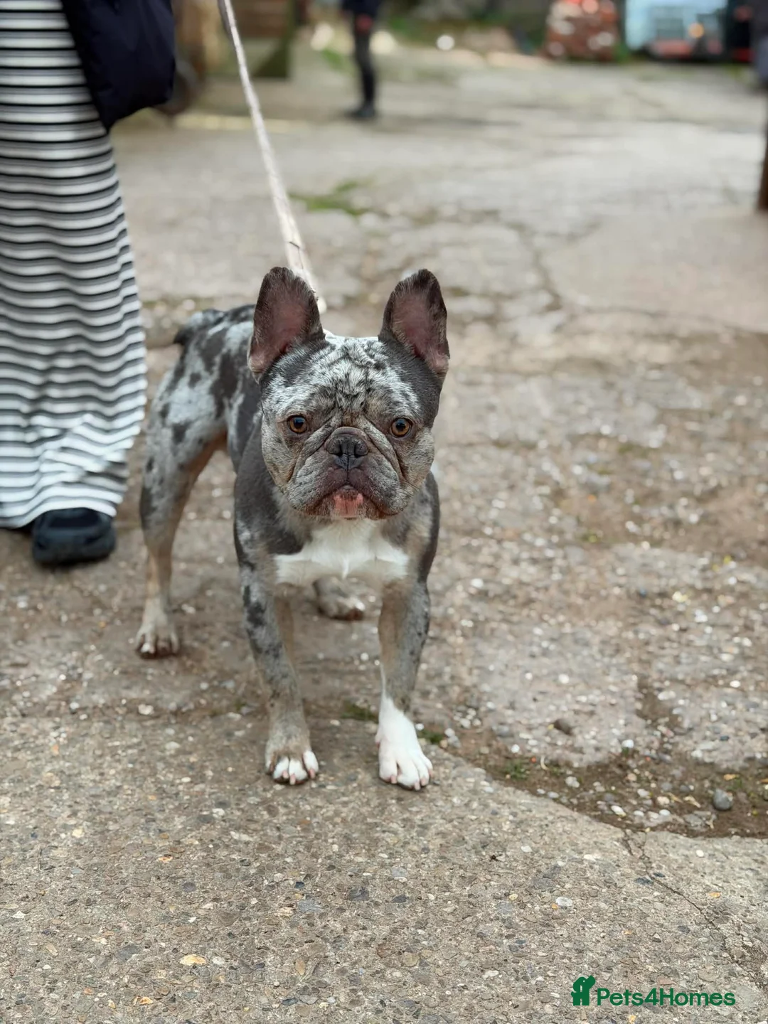 French Bulldog dogs for stud: Diego stunning blue merle French bulldog stud 🐾  in Tamworth - Advert 1