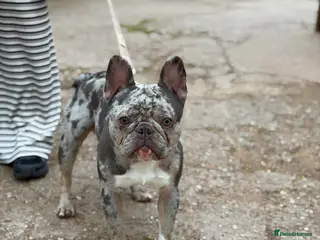 French Bulldog dogs Diego stunning blue merle French bulldog stud 🐾 - Advert 1