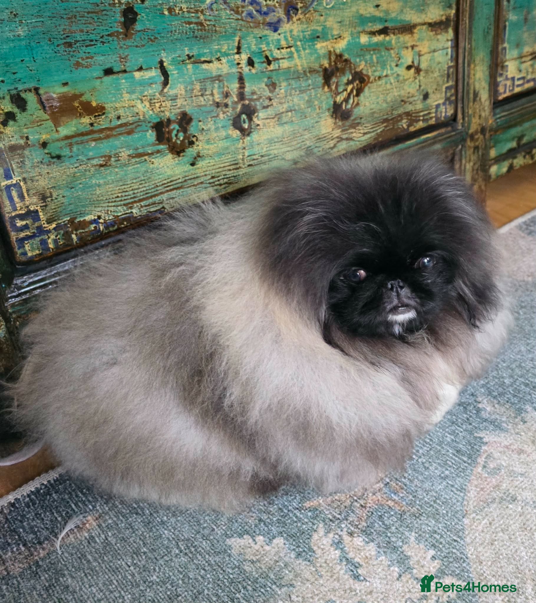 Pekingese dogs Stunning Seal-Coloured Pekingese Girl - Advert 2