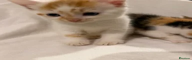 Basil