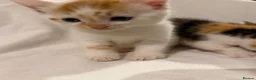 Mixed Breed cats for sale: Bengal Mix Kittens - Advert 10