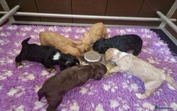 Cockapoo dogs for sale: F1 RARE COLOUR HEALTH TESTED COCKAPOOS FOR SALE - Image 3