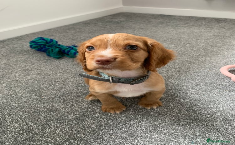 Cocker Spaniel dogs - Advert 1