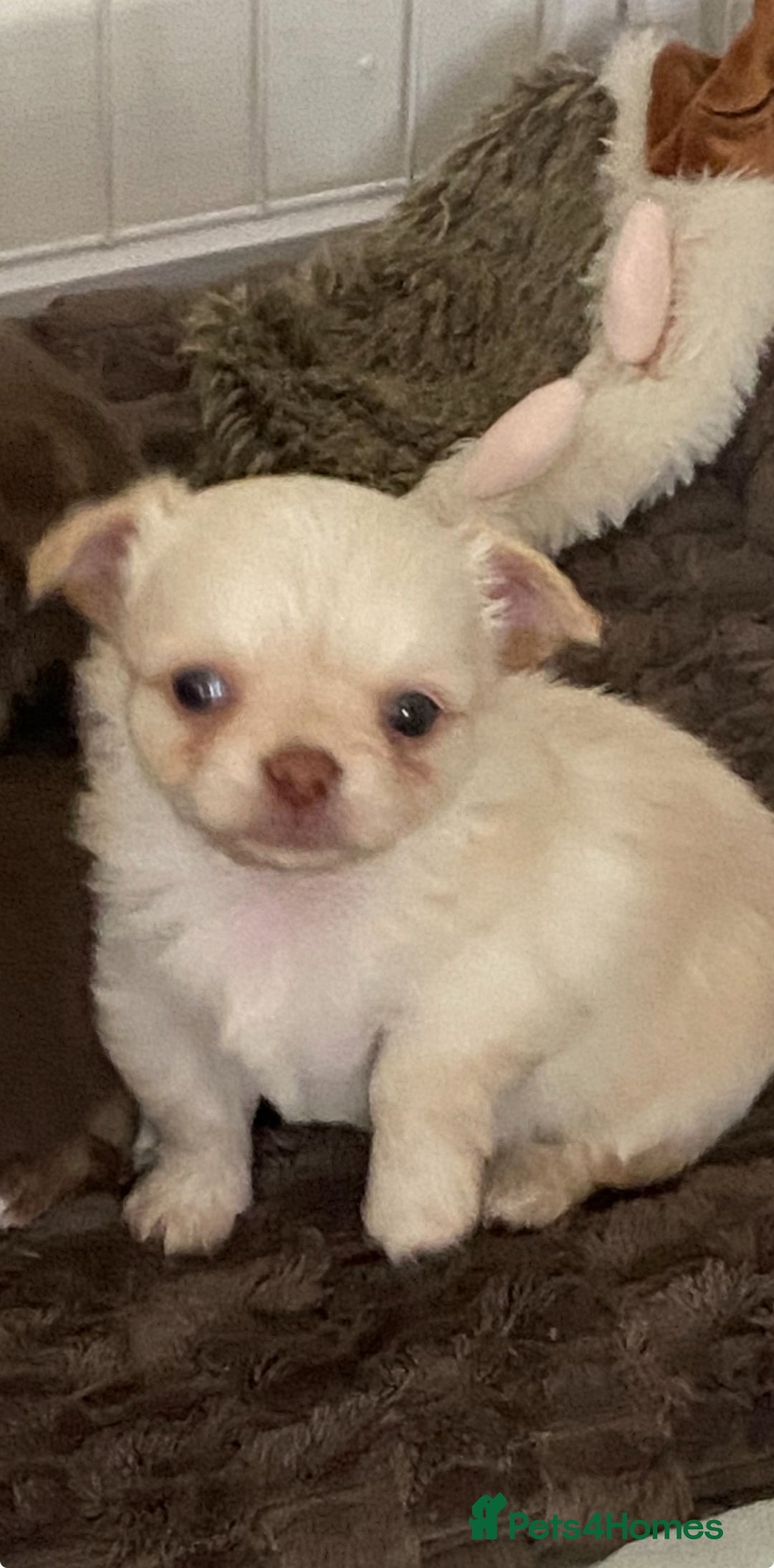 Chihuahua dogs for sale: ❌❌❌ Beautiful Chihuahua Pupppies ❌❌❌ - Image 1