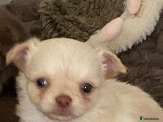 Chihuahua dogs - Advert 16