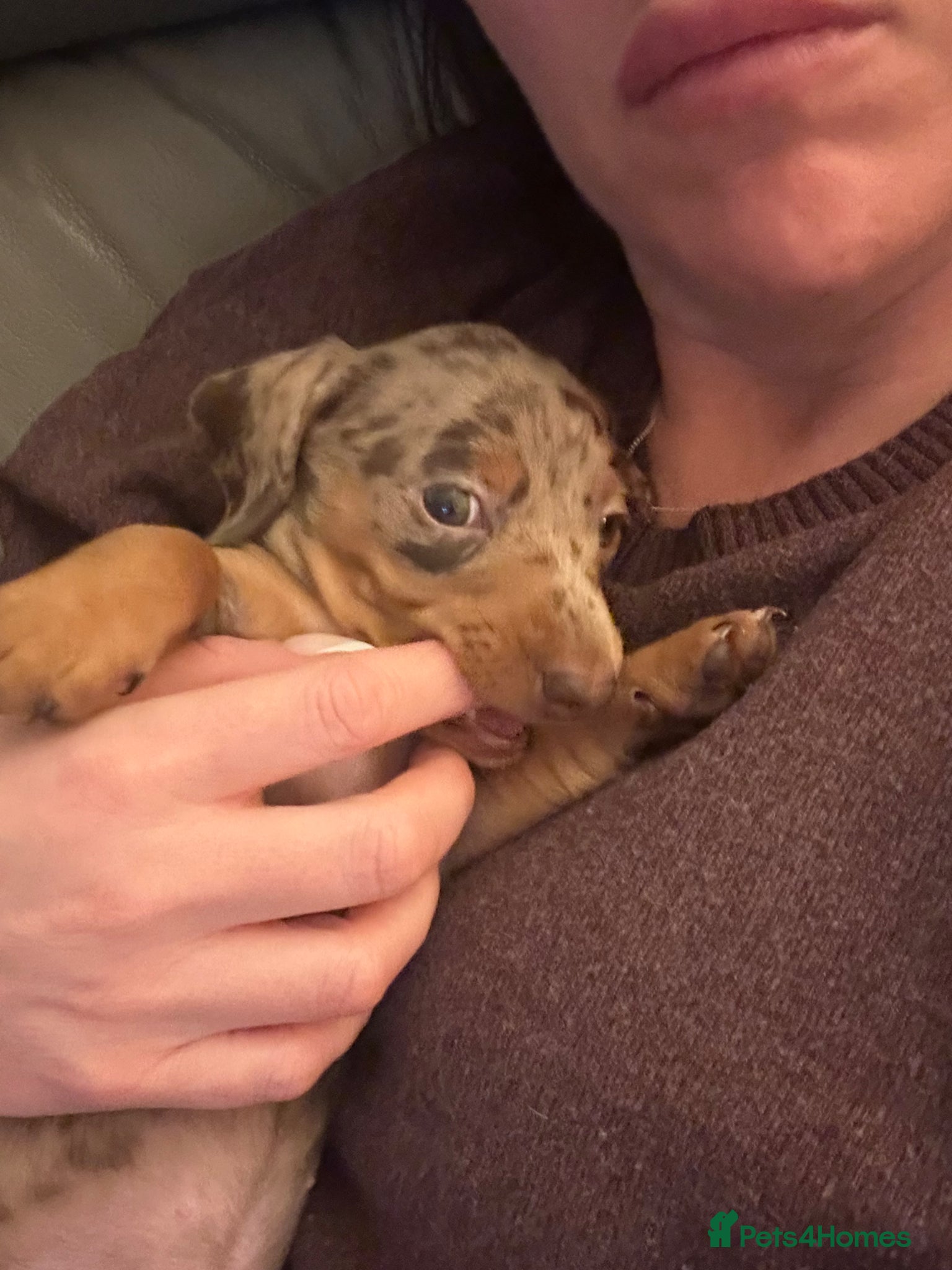 Miniature Dachshund dogs KC reg stunning cream & blue dapple puppies  - Advert 18