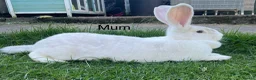 Continental Giant rabbits for sale: 💖 last girl! Pure bred continental giants💖 - Advert 6