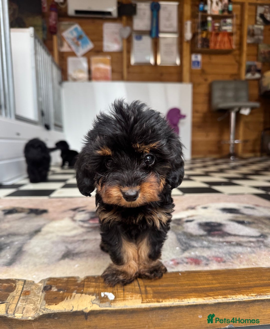 Mixed Breed dogs for sale: Daxiepoos (council licensed breeders) - Image 17