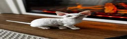 Devon Rex cats for sale: Stunning White Devon Rex Boy - Advert 16