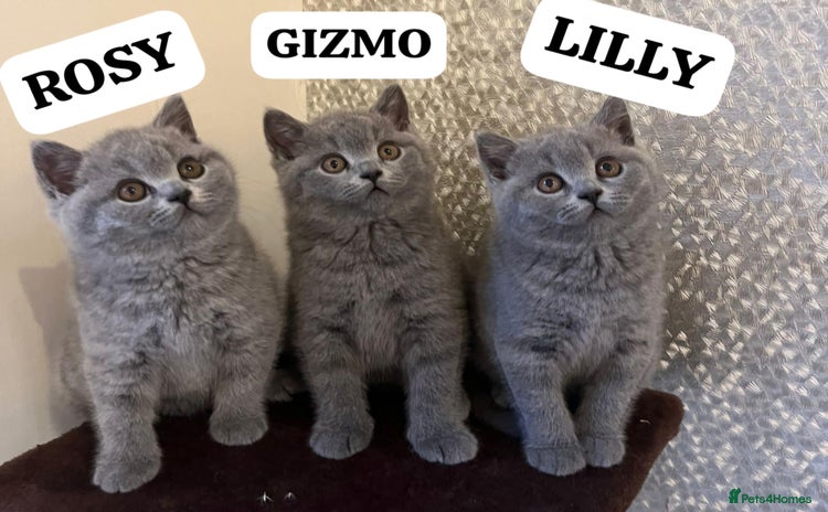 British Shorthair cats - Advert 3