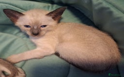 Siamese cats for sale: Beautiful Lilac and chocolate point Siamese  - Image 2