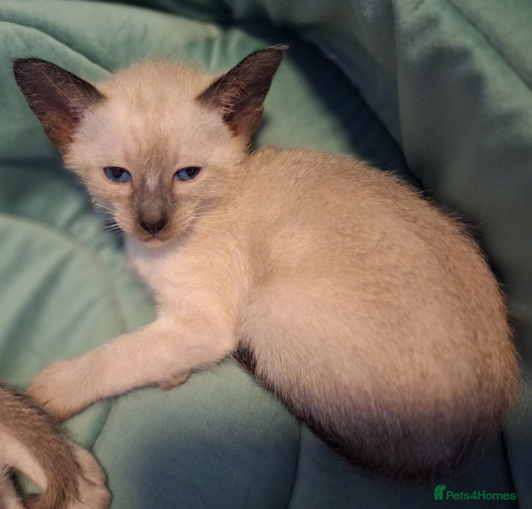 Siamese cats for sale: Beautiful Lilac and chocolate point Siamese  - Image 2