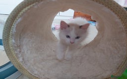 Ragdoll cats for sale: RAGDOLLS BOYS BLUE EYES VACCINATED MICROCHIPED  - Image 35