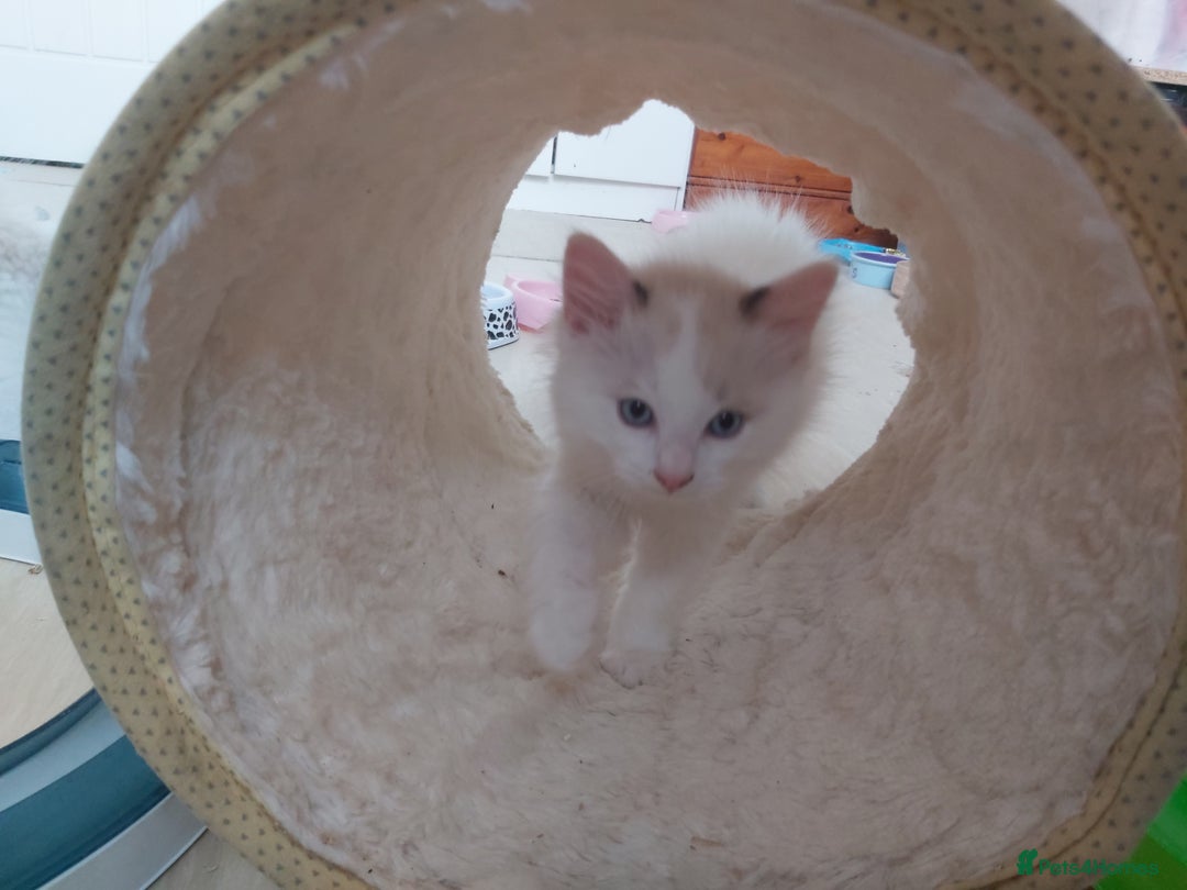 Ragdoll cats for sale: RAGDOLLS BOYS BLUE EYES VACCINATED MICROCHIPED  - Image 35
