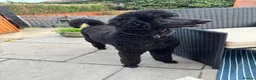 Standard Poodle dogs for sale: Standard poodle - Advert 4