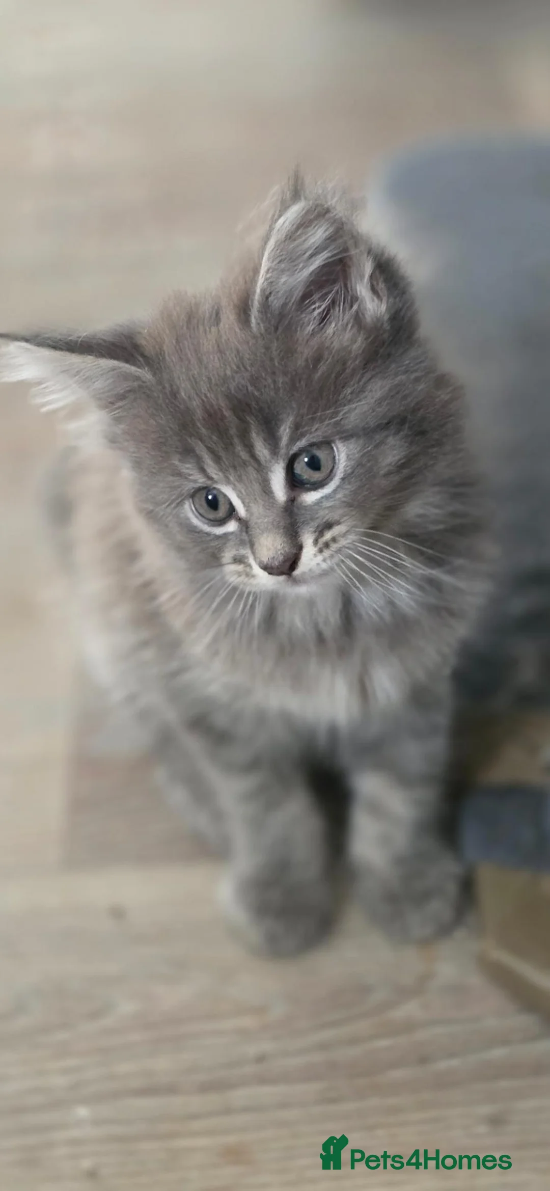 Maine Coon cats for sale: Maine Coon kittens for sale - Advert 2