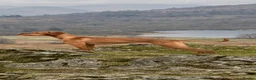 Hungarian Vizsla dogs for sale: Short haired Hungarian Viszla - Advert 11