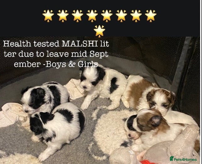 Mixed Breed dogs 🌟 RED MALSHI-POO GIRL -READY NOW 🌟 - Advert 2