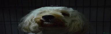 Cockapoo 1