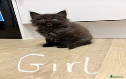 Mixed Breed cats for sale: Beautiful litter of kittens  - Image 4