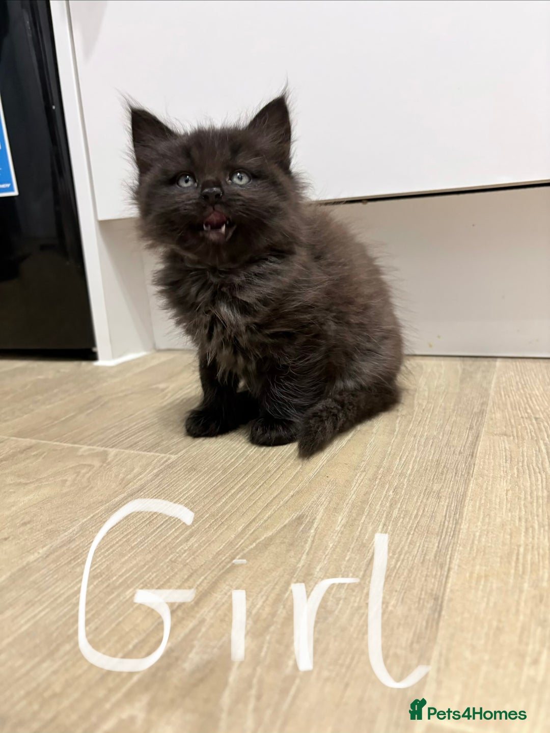 Mixed Breed cats for sale: Beautiful litter of kittens  - Image 4
