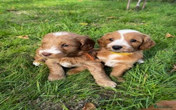 Cockapoo dogs for sale: 🌟Golden Cockapoos🌟 - Image 1