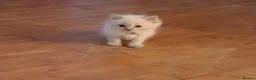 Ragdoll cats for sale: Beautiful Ragdoll Kittens - Advert 4