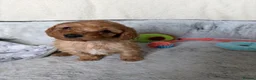 Cockapoo dogs for sale: 🐾BEAUTIFUL F1 COCKERPOOS REGISTERED BREEDER 🐾 - Advert 13