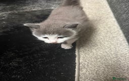 British Longhair cats for sale: 6 beautiful lovable friendly kittens - Image 12