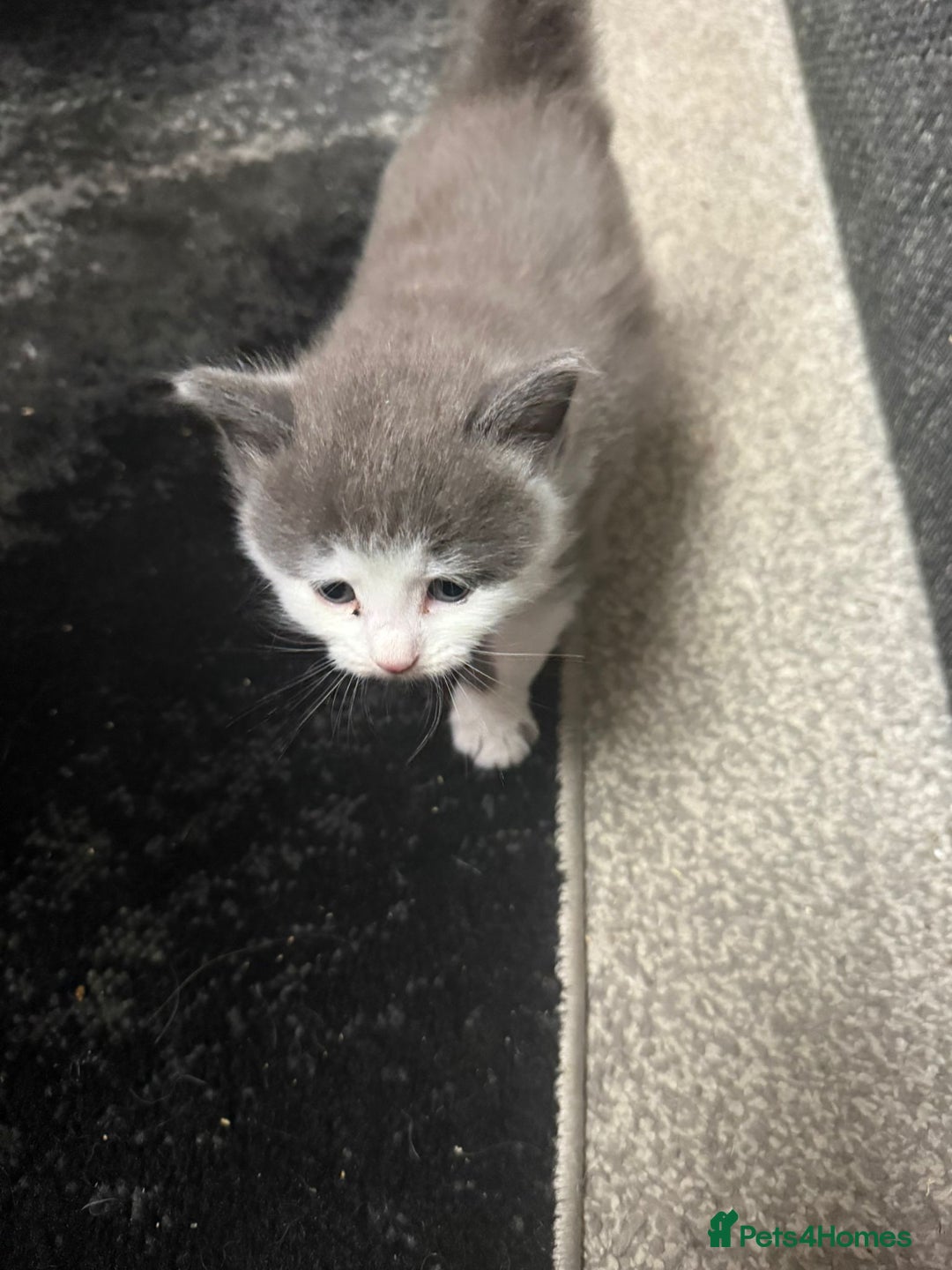 British Longhair cats for sale: 6 beautiful lovable friendly kittens - Image 12