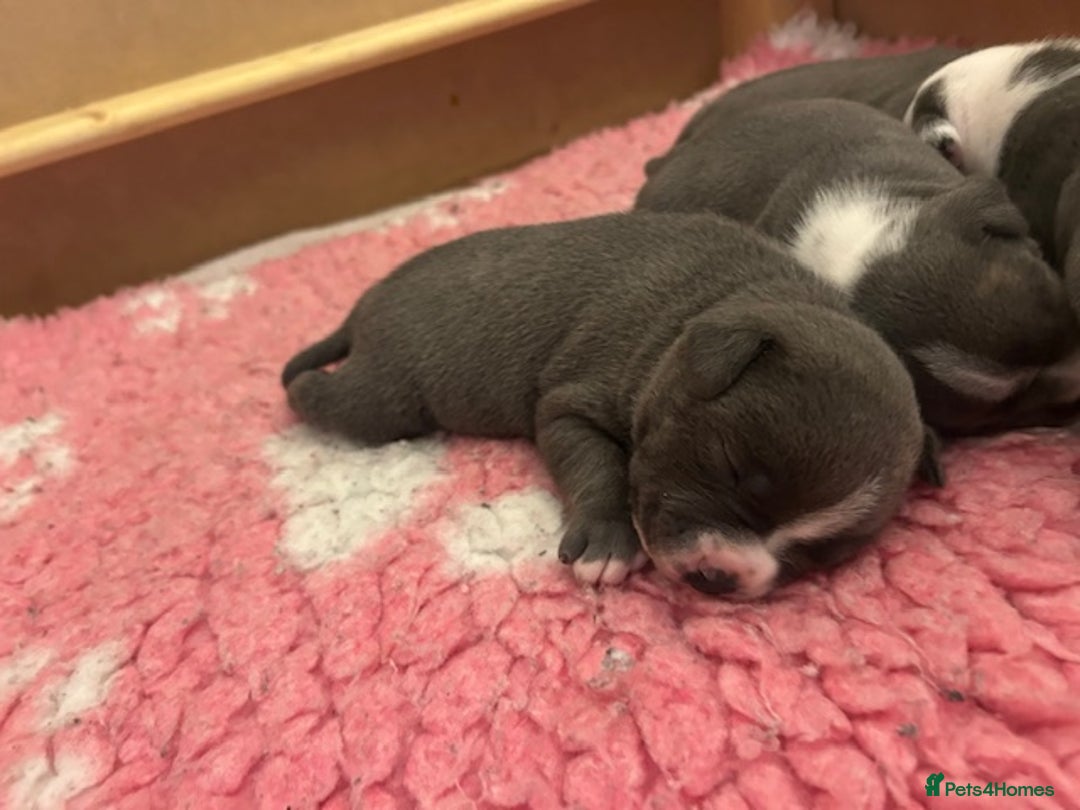 Staffordshire Bull Terrier dogs for sale: 2 beautiful blue/white staffy boys 💙🐾💙 - Advert 12