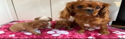 Cavalier King Charles Spaniel dogs for sale: Cavalier King Charles spaniel puppy’s  - Advert 7