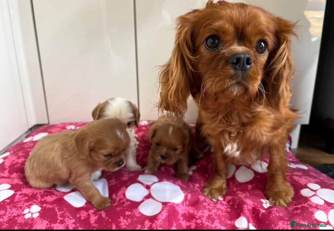Cavalier King Charles Spaniel dogs for sale: Cavalier King Charles spaniel puppy’s  - Advert 7